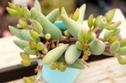 Адромисхус (Adromischus mamillaris アドロミスクス　マミラリス)